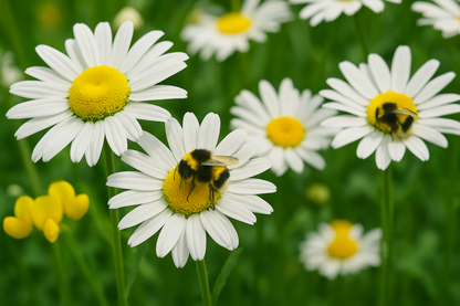 Oxeye Flower Seeds (Leucanthemum vulgare)