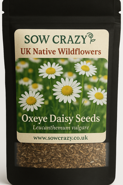 Oxeye Flower Seeds (Leucanthemum vulgare)